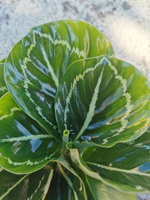 Calathea green lipstick