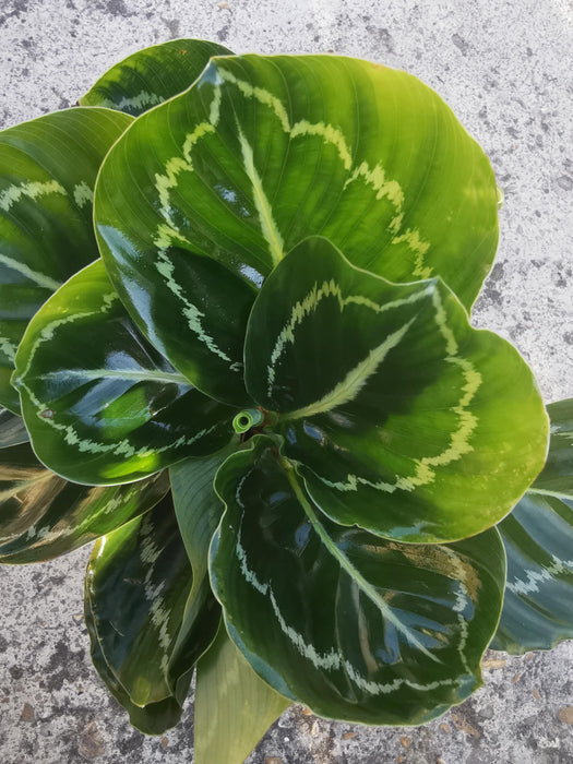Calathea green lipstick