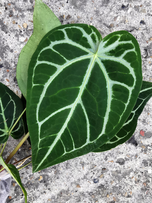 Anthurium magnificum silver