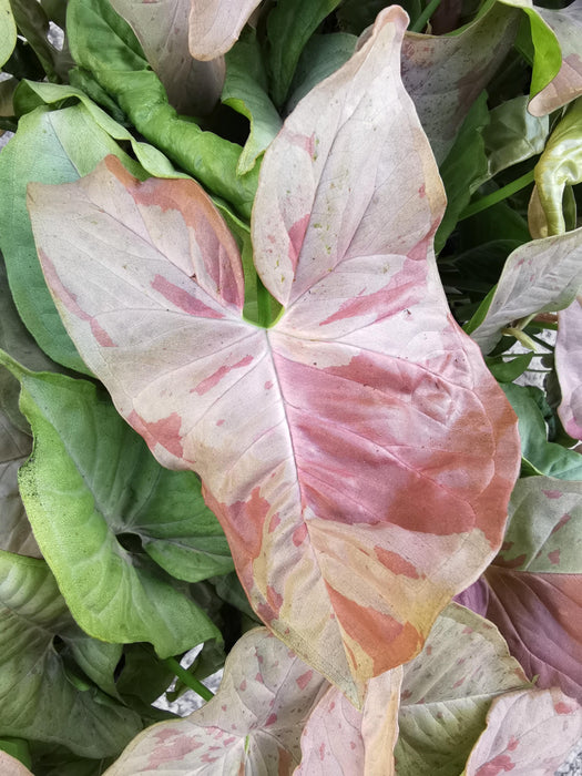 Syngonium pink spot