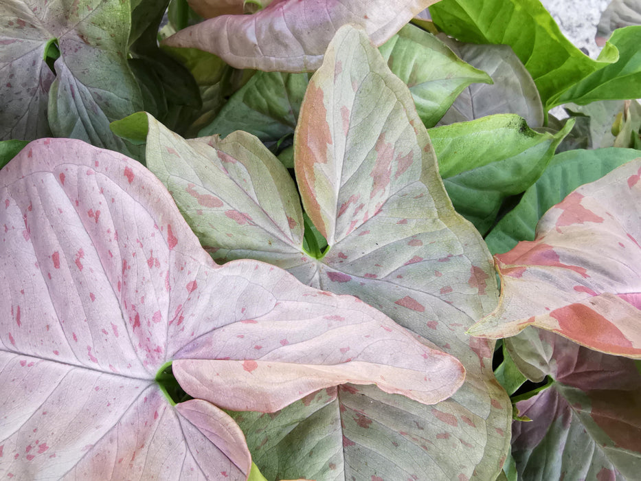 Syngonium pink spot