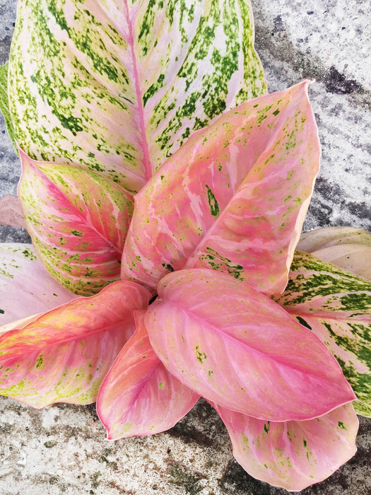 Aglaonema bidadari