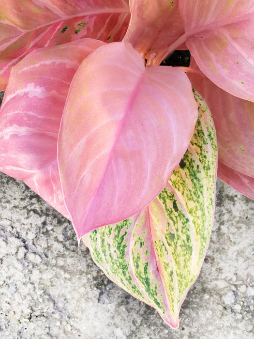 Aglaonema bidadari