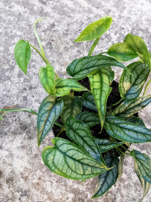 Monstera siltepecana