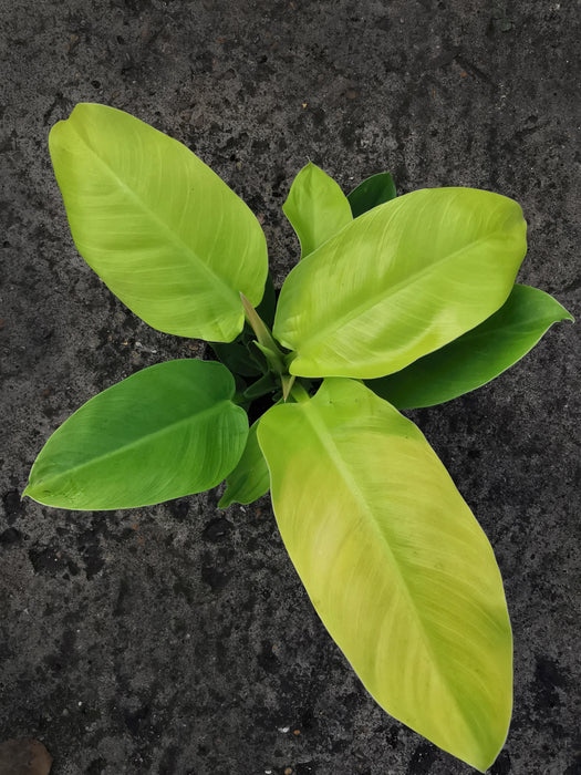 Philodendron lemon lime