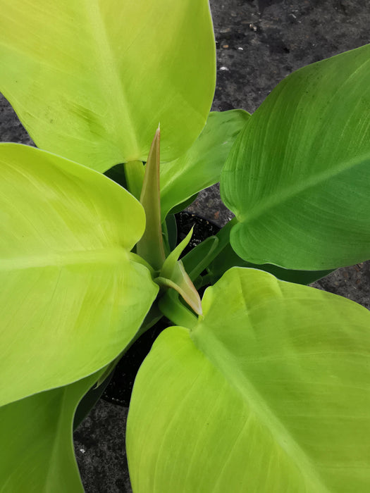 Philodendron lemon lime