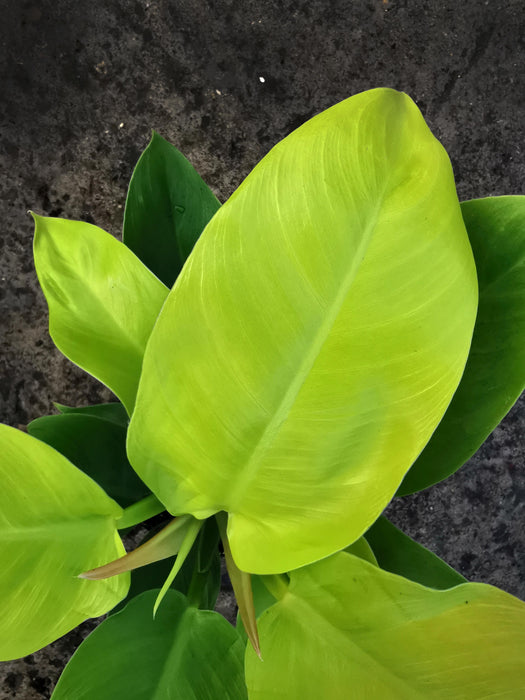 Philodendron lemon lime