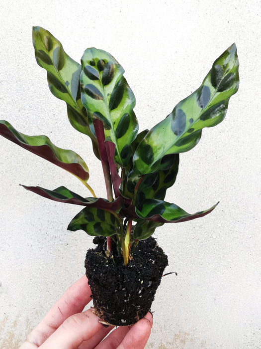 Calathea lancifoli SMALL