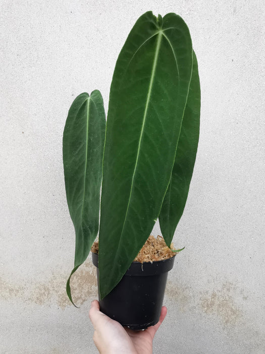 Anthurium warocqueanum esmeralda