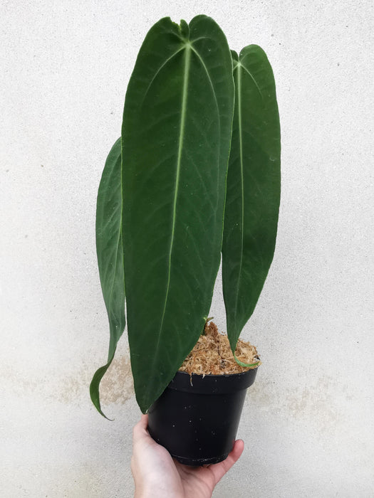 Anthurium warocqueanum esmeralda