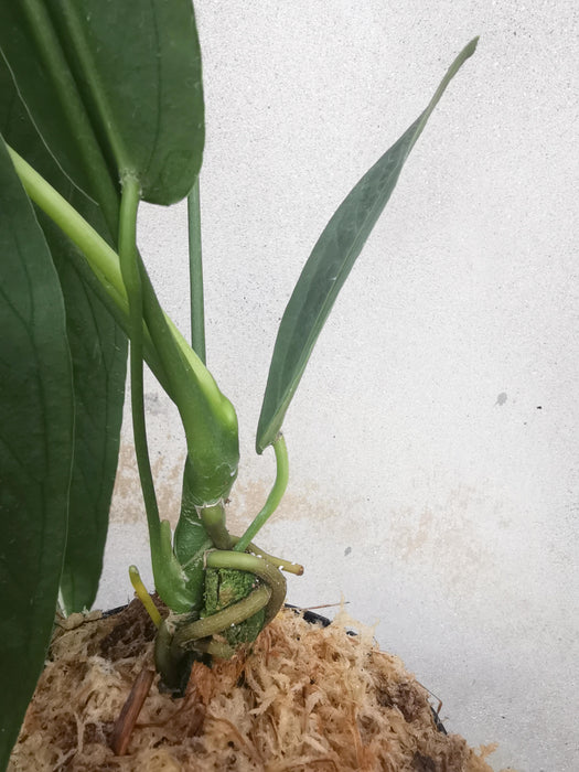 Anthurium warocqueanum esmeralda