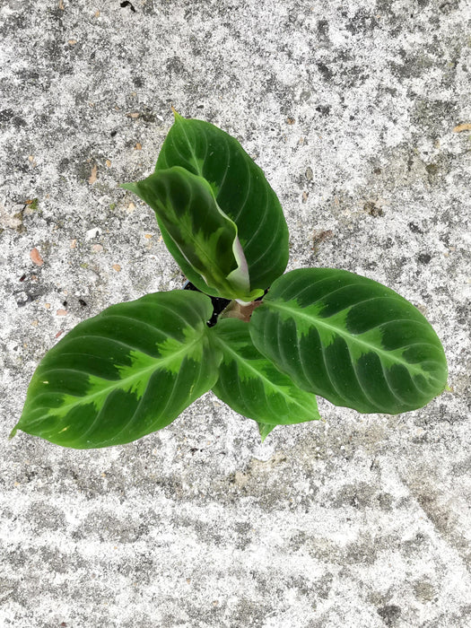 Calathea warscewiczii SMALL