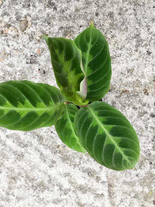 Calathea warscewiczii SMALL