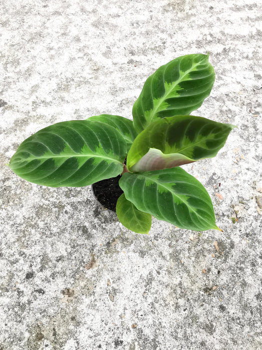 Calathea warscewiczii SMALL