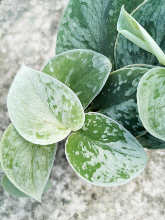 Scindapsus pictus silvery ann