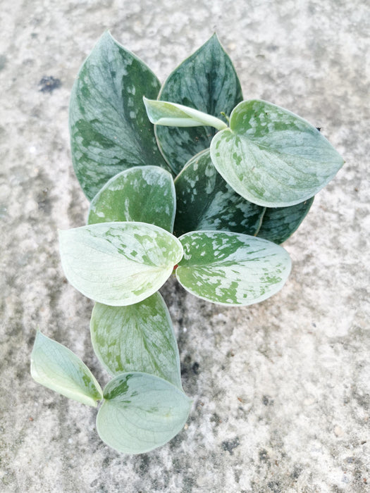 Scindapsus pictus silvery ann