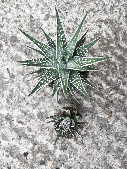 Haworthia fasciata alba