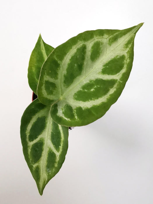 Anthurium silver blush - small