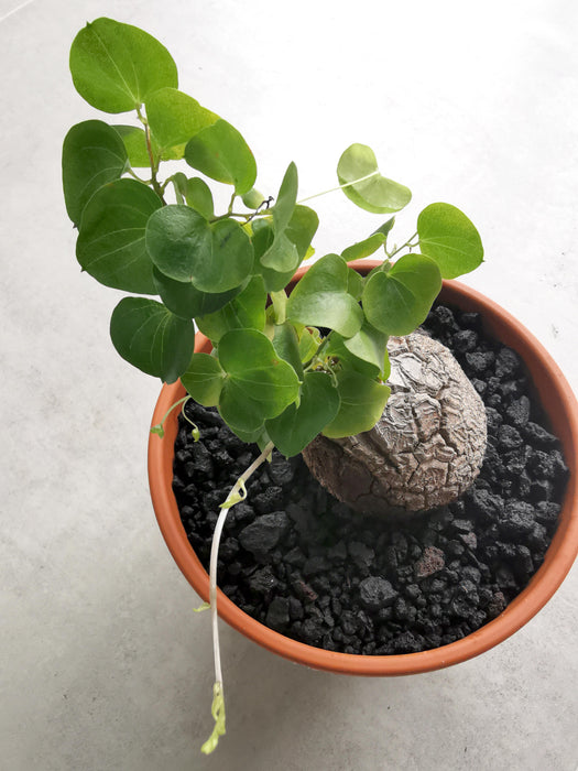 Dioscorea elephantipes