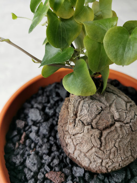 Dioscorea elephantipes