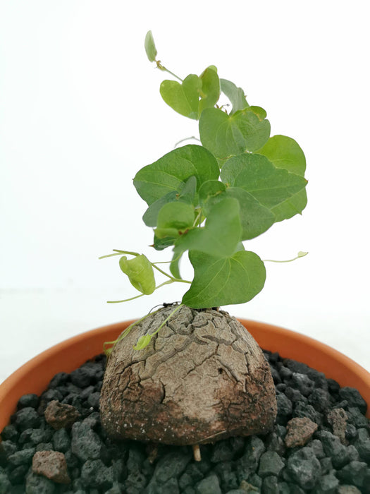 Dioscorea elephantipes