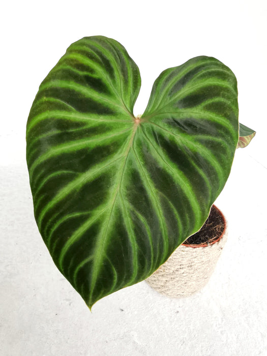 Philodendron verrucosum