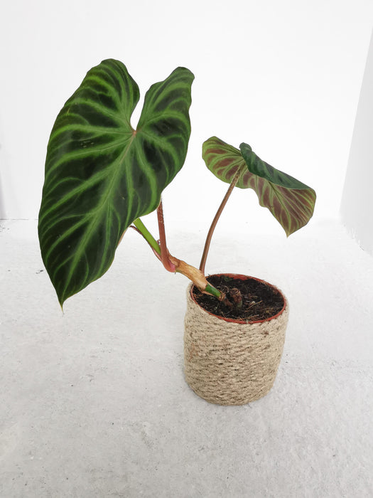 Philodendron verrucosum
