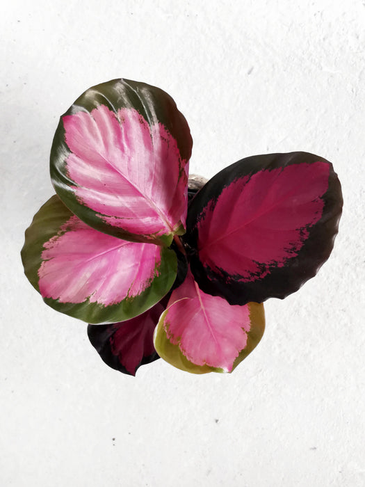 Calathea crimson