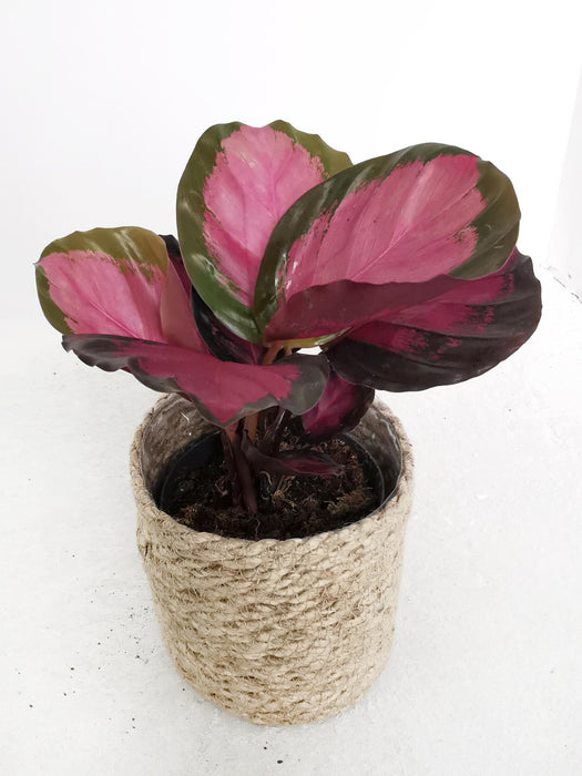 Calathea crimson