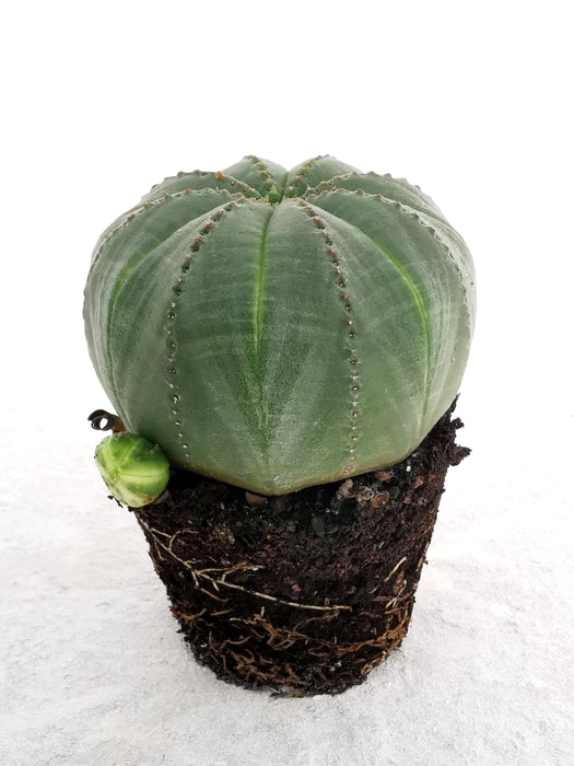 Euphorbia obesa - small