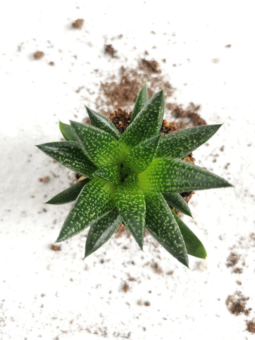 Gasteria