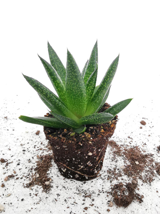 Gasteria