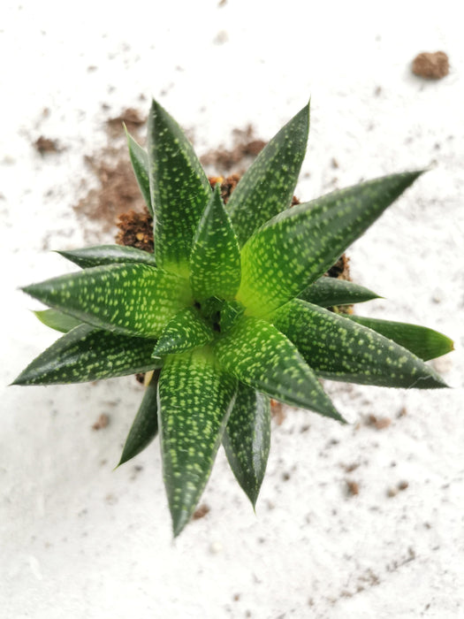 Gasteria