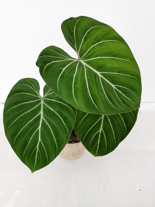 Philodendron gloriosum verde - large