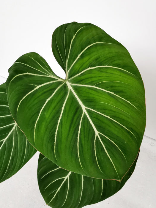 Philodendron gloriosum verde - large