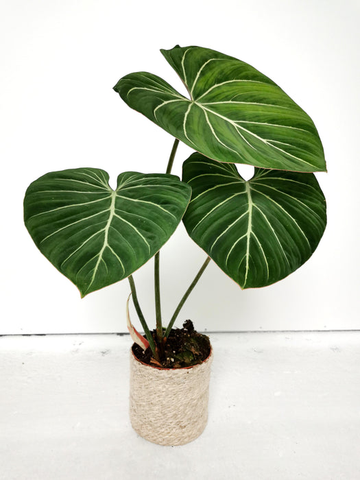 Philodendron gloriosum verde - large