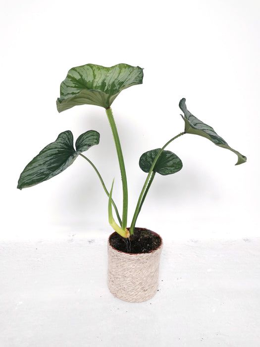 Philodendron mamei