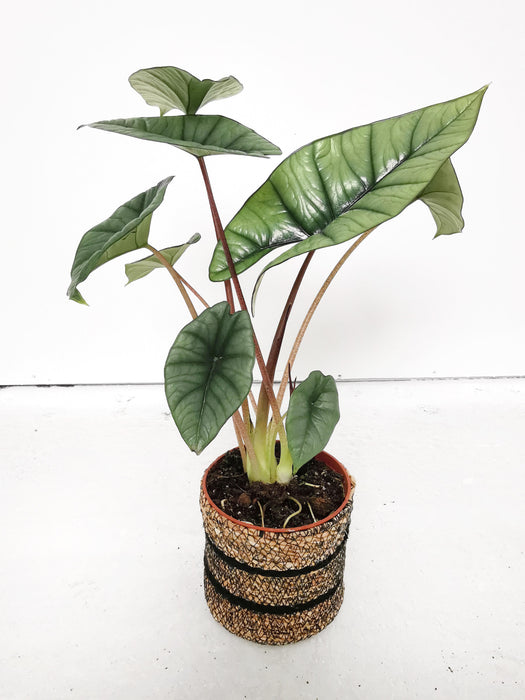 Alocasia platinum