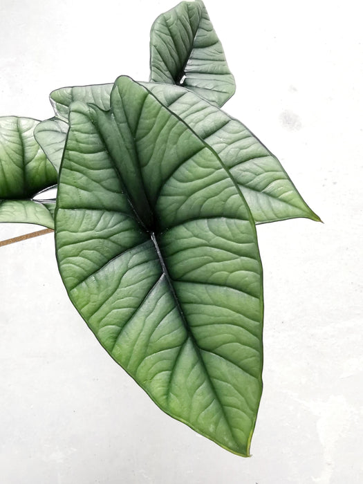 Alocasia platinum