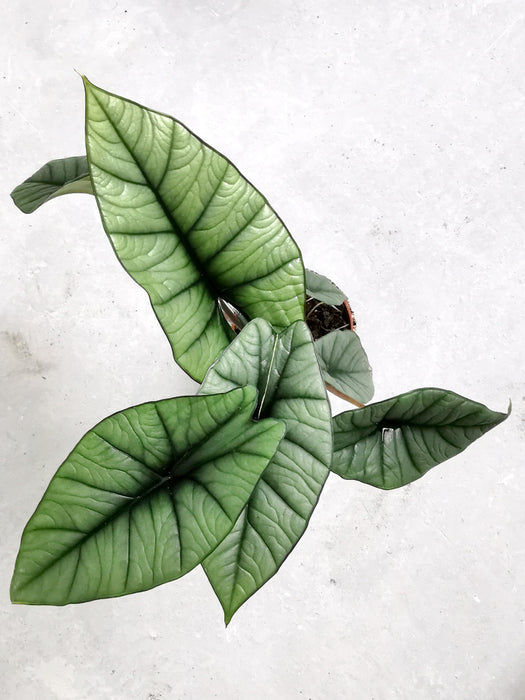 Alocasia platinum