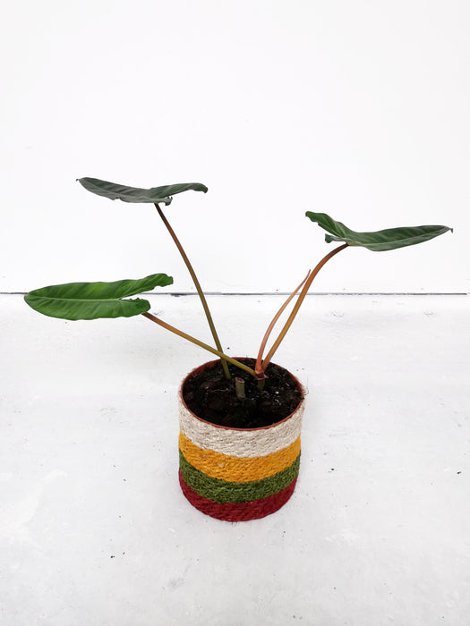 Philodendron billietiae - Large