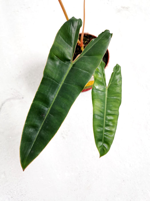 Philodendron billietiae - Large