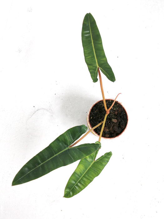 Philodendron billietiae - Large