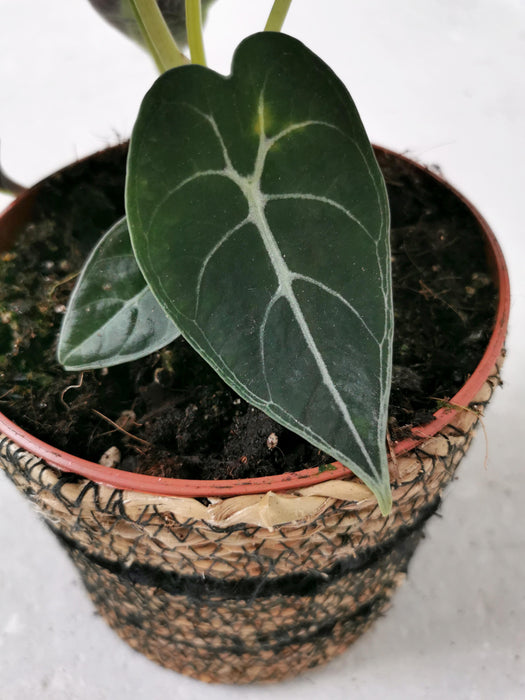 Alocasia watsoniana