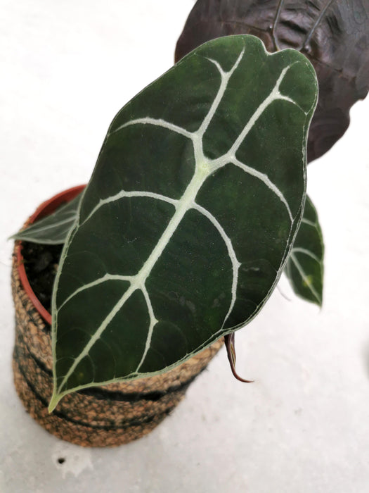 Alocasia watsoniana