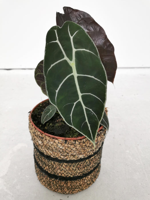 Alocasia watsoniana