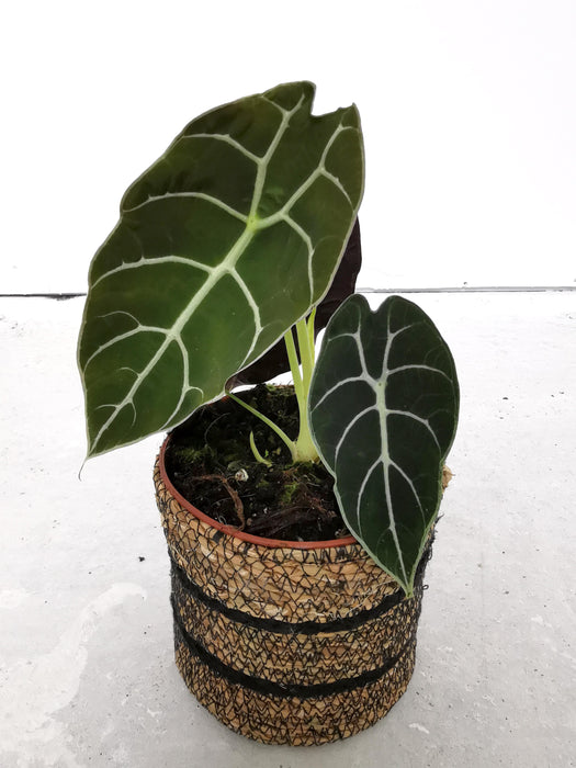 Alocasia watsoniana