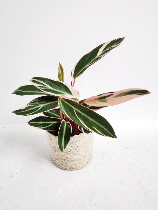 Calathea triostar