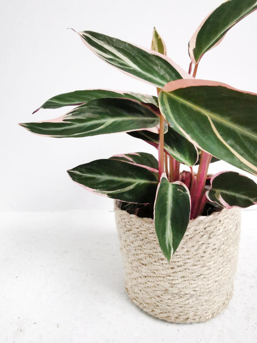 Calathea triostar