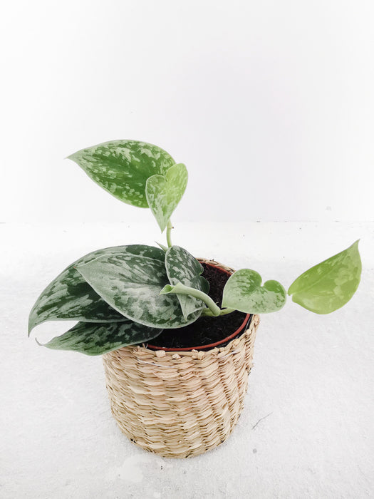 Scindapsus pictus silvery ann